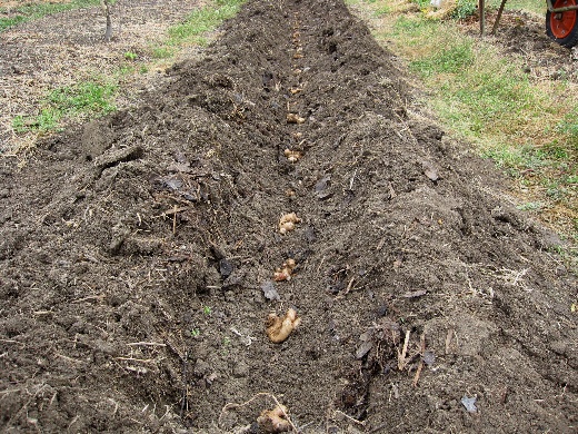裸麦と生姜植付と葡萄 自然農法に憧れて