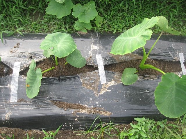 里芋の土寄せとトゲトゲタラの木と有機栽培の玉ねぎ 自然農法に憧れて 里芋の土寄せとトゲトゲタラの木と有機栽培の玉ねぎ 自然農法に憧れて
