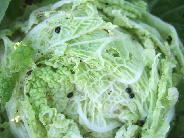 リンゴと白菜の虫とトマトのフライ 自然農法に憧れて リンゴと白菜の虫とトマトのフライ 自然農法に憧れて