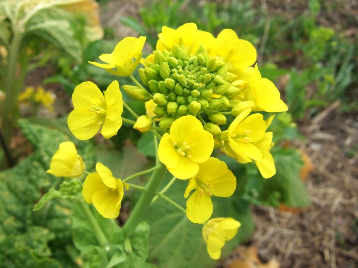 菜花の開花と五頭白菜 自然農法に憧れて 菜花の開花と五頭白菜 自然農法に憧れて