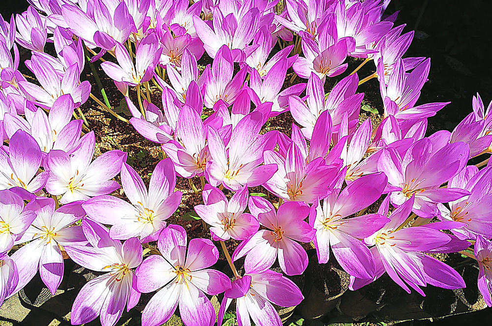 きのこの森 雨の中 Shiraide 白井出 Garden 八ヶ岳山麓に暮らす