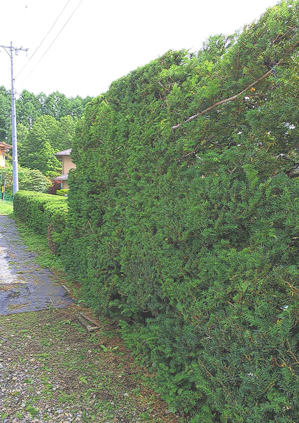 生垣の剪定 イチイは一位 Shiraide 白井出 Garden 八ヶ岳山麓に暮らす