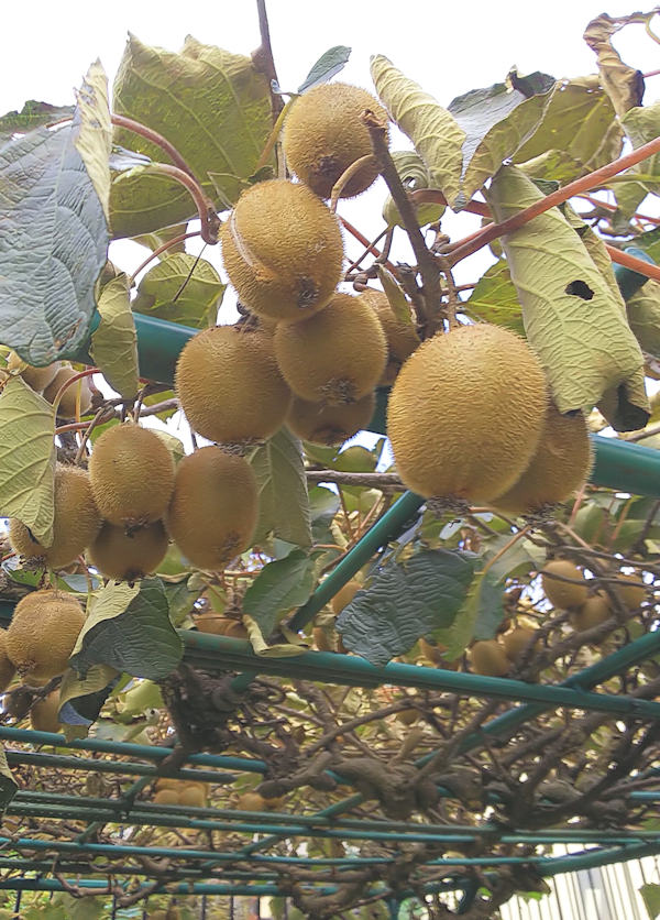 キウイフルーツ サルナシの収穫 Shiraide 白井出 Garden 八ヶ岳山麓に暮らす