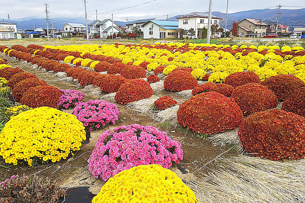 花を観る
