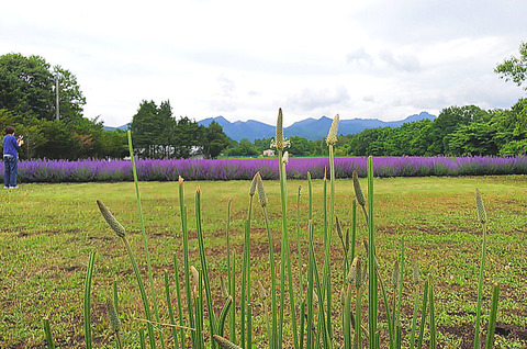 蓼科トライアングルのキャットミント Shiraide 白井出 Garden 八ヶ岳山麓に暮らす