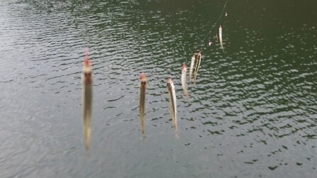 ワカサギ釣り 布目ダム22 01 23 釣りにつられて