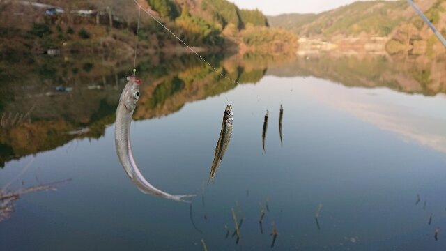 ワカサギ釣り 布目ダム 03 23ラスト 釣りにつられて