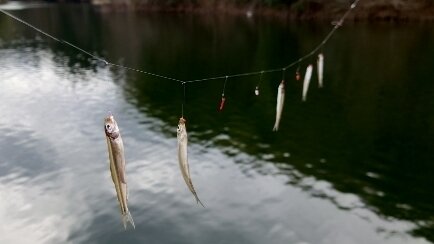ワカサギ釣り 布目ダム22 01 30 釣りにつられて