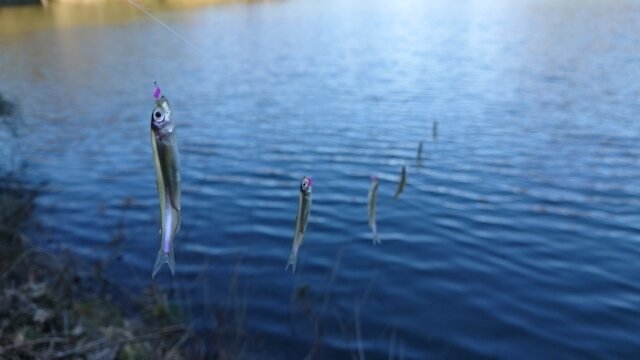 ワカサギ釣り 布目ダム22 01 08 釣りにつられて