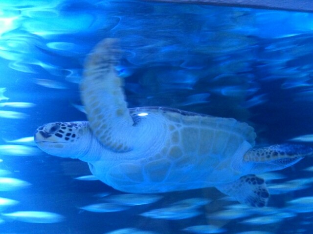 カメの太郎を知っていますか？そしてかま栄（おたる水族館＆かま栄