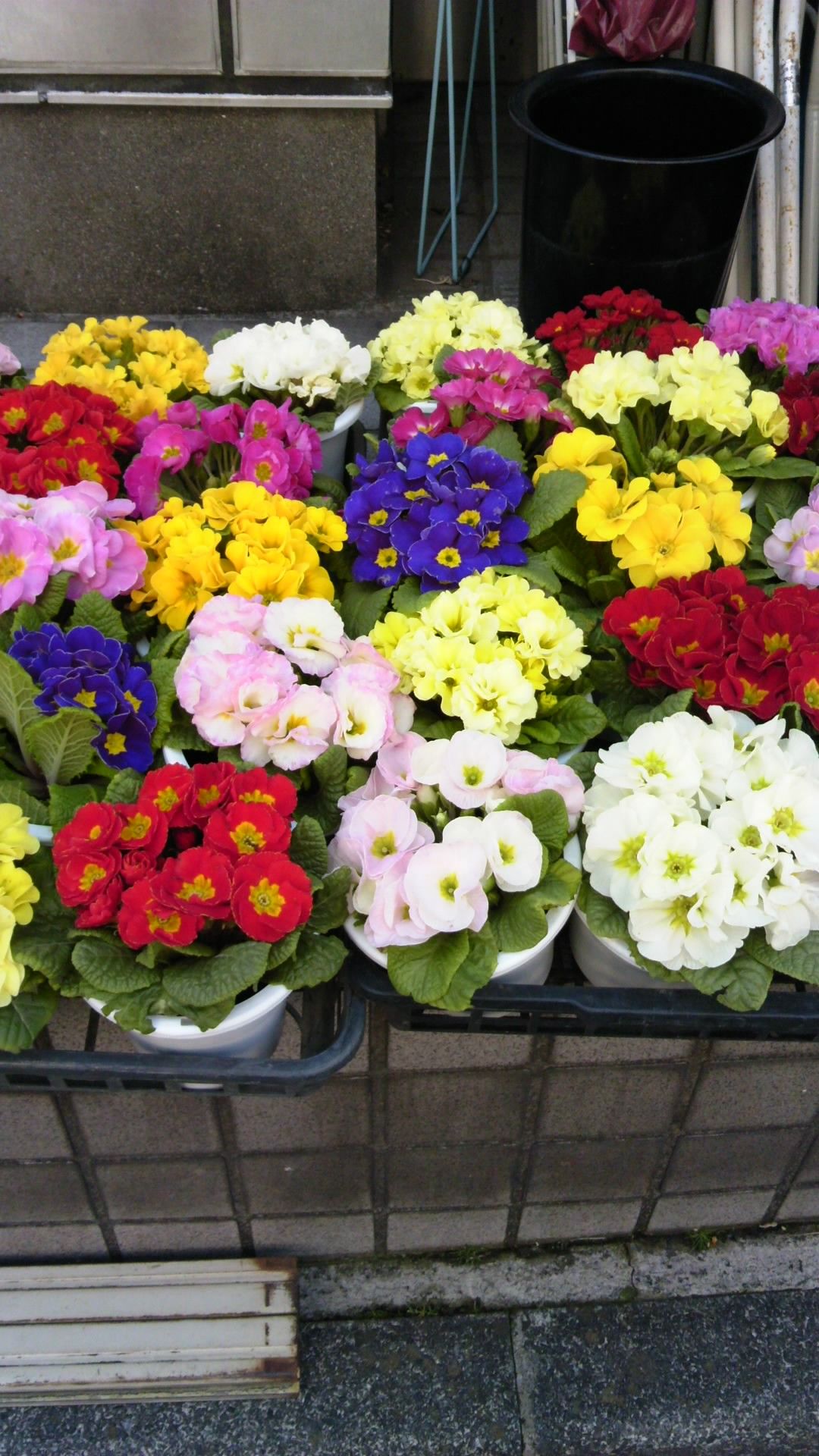 卒業式に飾る鉢花 いろいろ 1 八王子の花屋 八王子竹内園芸 花は一番の花屋 卒業式に飾る鉢花 いろいろ 1 八王子の花屋 八王子竹内園芸 花は一番の花屋