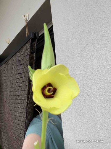 ��ǯ���򥪥���