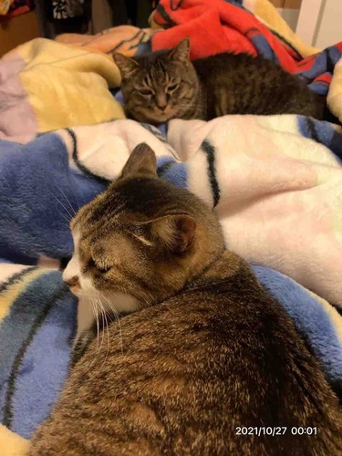 �ݥ������