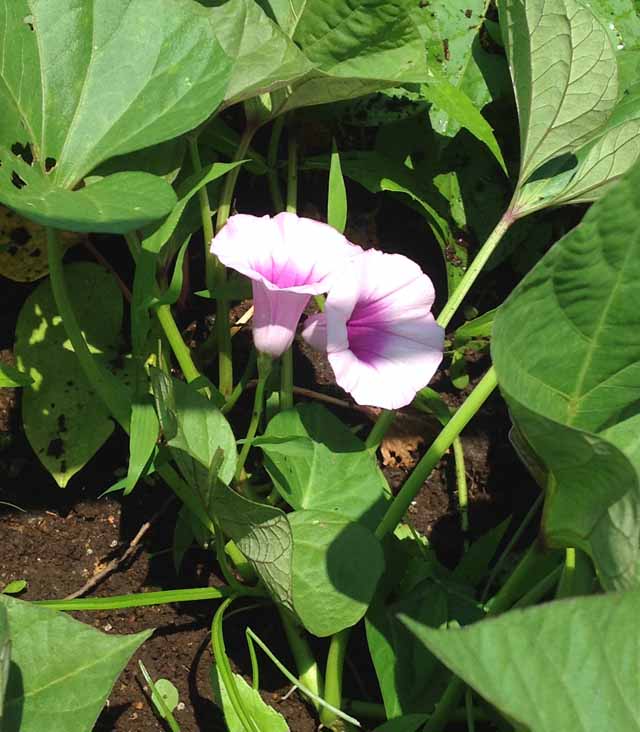 安納芋の花 Zで行こう