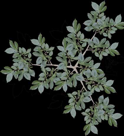 植生の作成 その1 Vue5 Infinite Zで行こう 植生の作成 その1 Vue5 Infinite Zで行こう