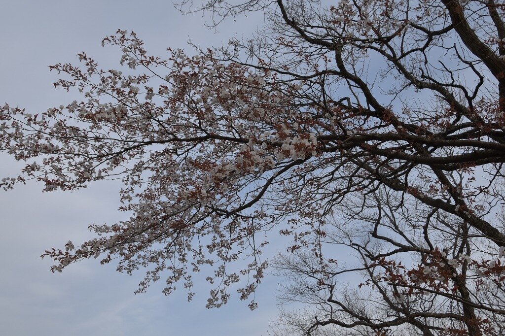 米沢の森 御十八夜から タケチャンのブログ