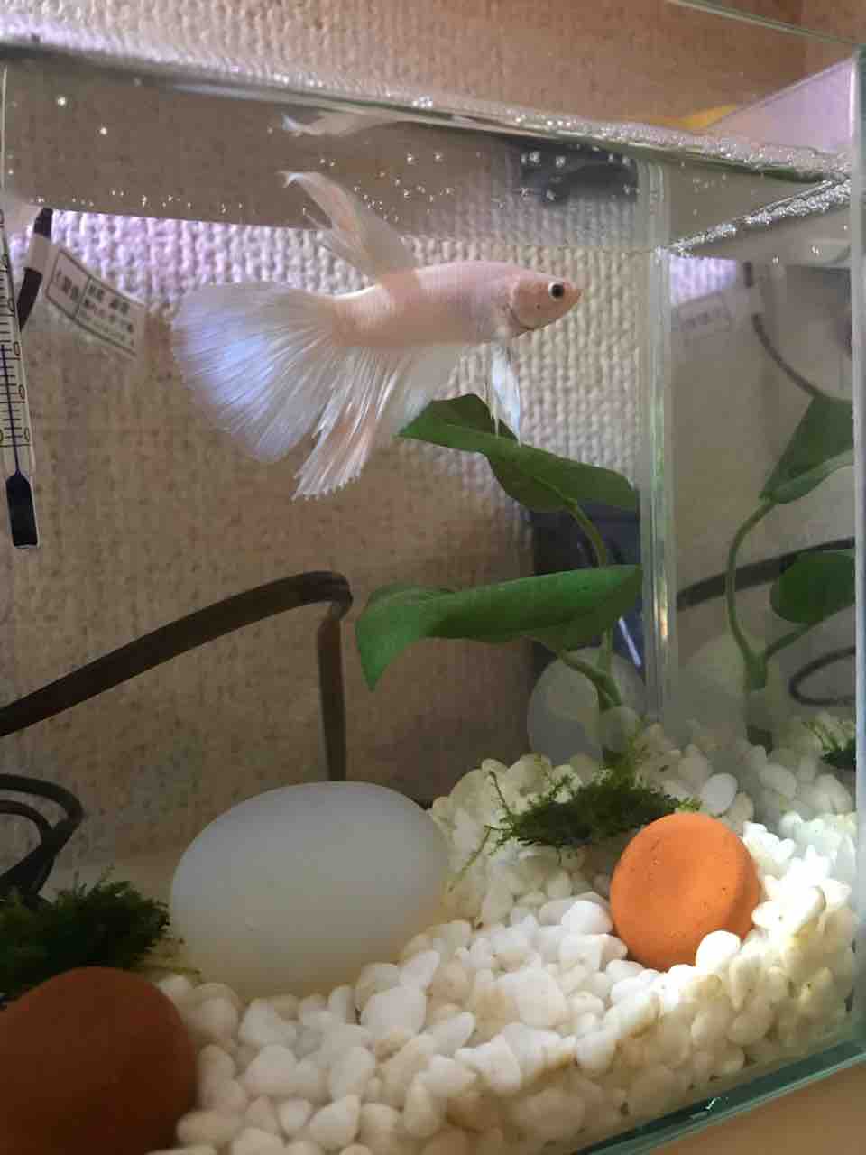 小型水槽で飼育スーパーホワイトベタ 初心者向けのaqua Log 小型水槽で飼育スーパーホワイトベタ 初心者向けのaqua Log