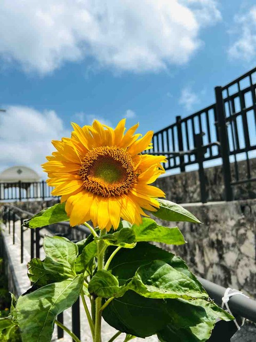okinawa