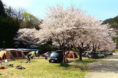 キャンプ場とキャンプ道具を狭く深く語るブログ 略して セマフカ お花見キャンプ キャンプ場とキャンプ道具を狭く深く語るブログ 略して セマフカ お花見キャンプ