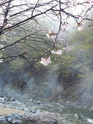 春のお楽しみ 道志みちでお花見キャンプ キャンプ場とキャンプ道具を狭く深く語るブログ 略して セマフカ 春のお楽しみ 道志みちでお花見キャンプ キャンプ場とキャンプ道具を狭く深く語るブログ 略して セマフカ