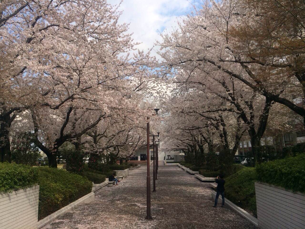 日程 早稲田 大学 入試 受験校の選び方 受験計画は日程と問題形式を重視（政治経済学部）