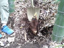 220424¿Æ»Ò¤Ç³Ø¤ÖÃÝÎÓ Ãݤλҷ¡¤ê (3)