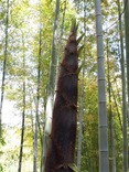 190504裏年でも天にむかう