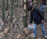 �̾� ������