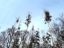 2月こどもの国マダケ再生の誓い(2)