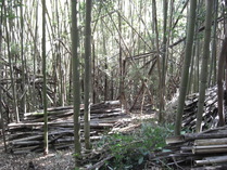 081130新規整備地区間伐後
