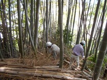 縮小 5月小机法面整備