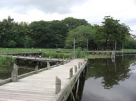 080525厳島湿性公園竹灯篭配置の木道