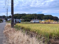 230927小机城址の山と稲穂