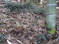 0804密度管理2年生竹に近接タケノコ