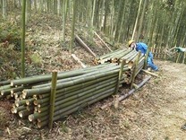 130320縮小中井 楽器用材の伐りだし