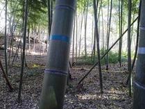 ��ǯ����ʿ��7ǯ���ޤ�