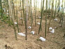 121021竹灯籠設置10