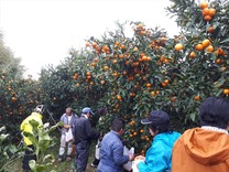 中井町半分形 (1)