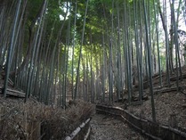 120122小机「竹穂垣」