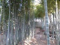 横浜国際プール