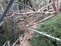 190918台風15号倒木被害 (7)_R