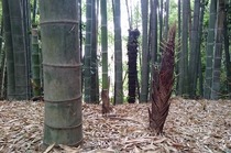 とまり筍