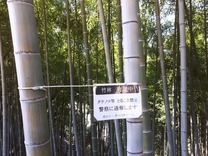 竹林育成中 かんばん取付け