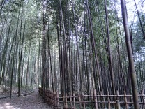中井町 (1)