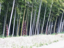 200501国際竹の子