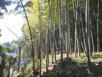 130210プール間伐