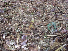 0804親竹の密度管理3