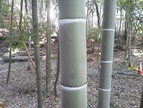 ���ݡ�1ǯ̤���ˡ�ʿ��12ǯ���ޤ�