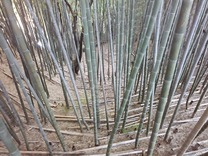 都筑折本 平場からの情景