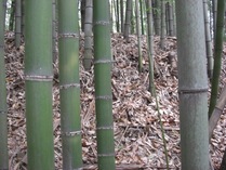 081209�ޥ����ȥϥ��������